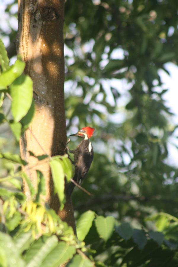 El Toucan Loco floating lodge Tierra Oscura Exterior foto